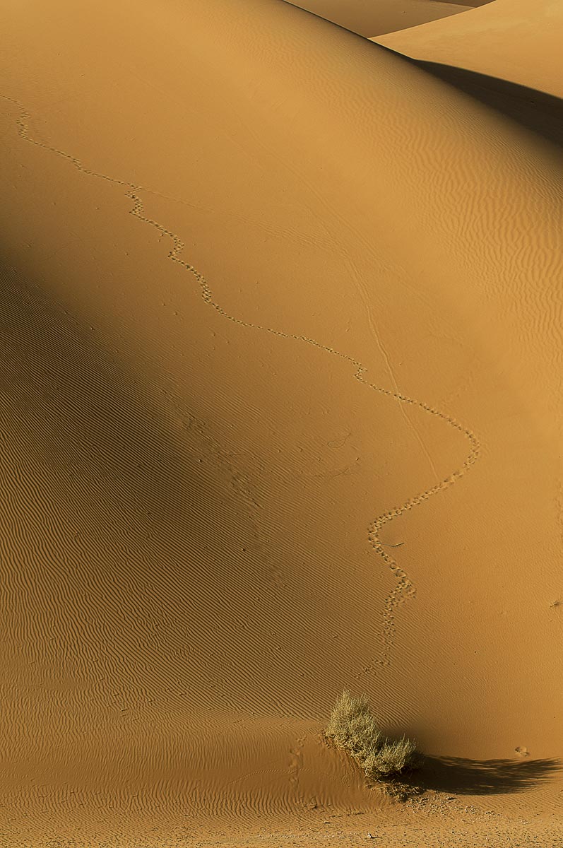 0-Dunes-with-tracks