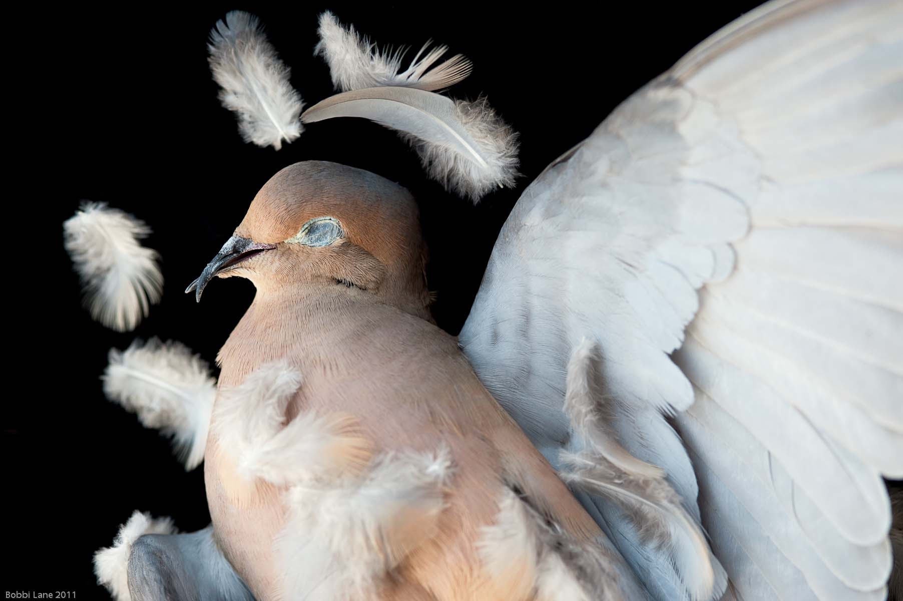 1-Dove wing haloneutral
