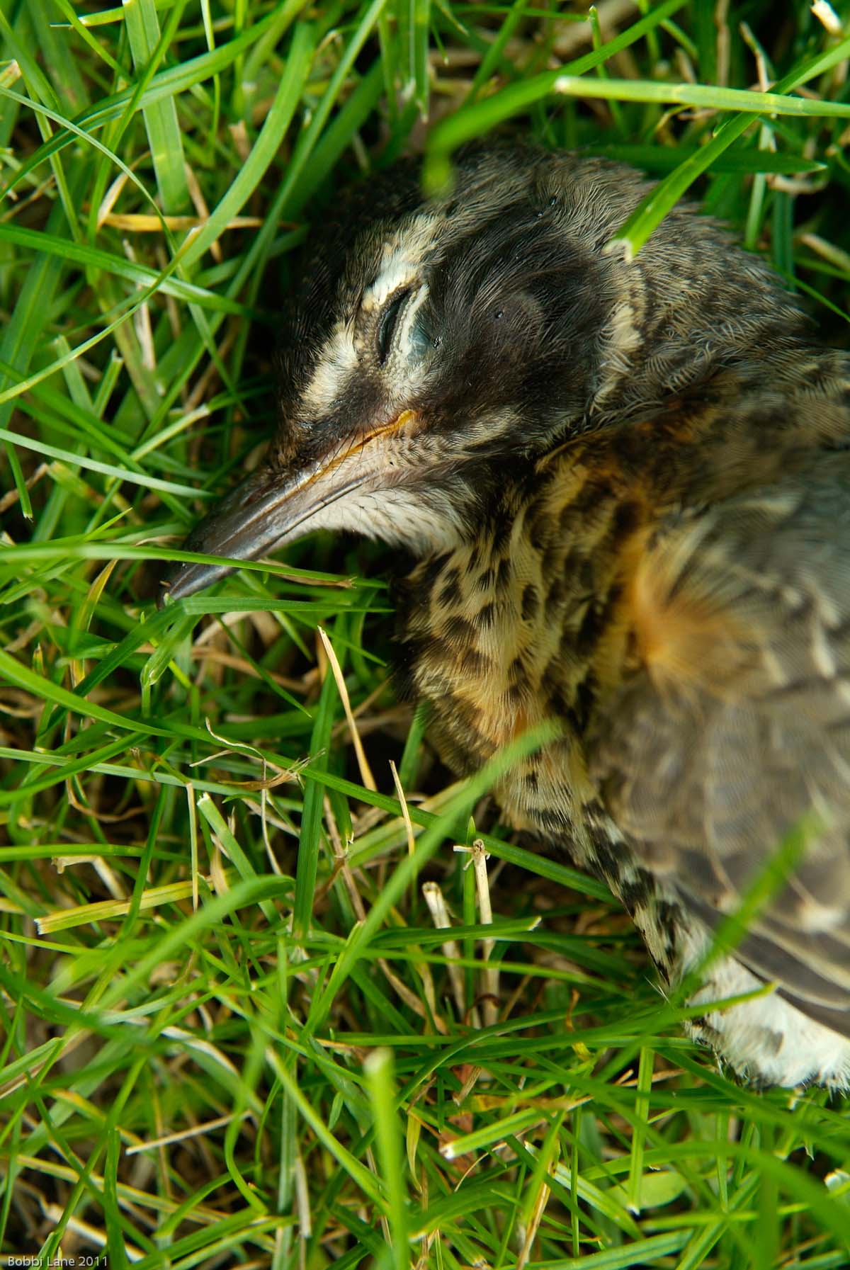 4-Robin in grass