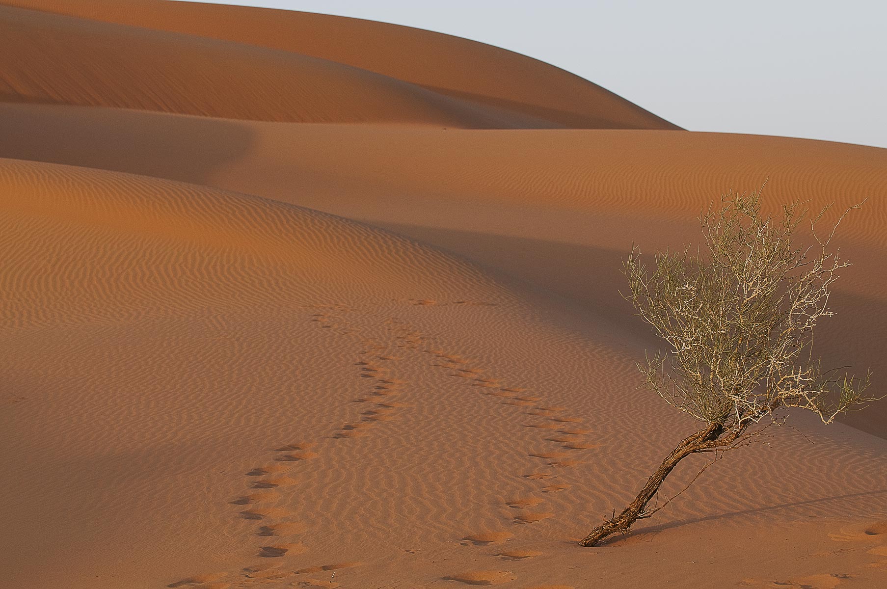 4-Saudi-Arabia-Empty-Quarter-Dunes-0771new